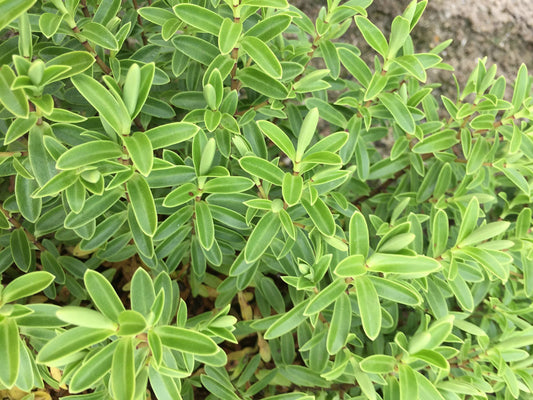 Hebe rakaiensis Subalpina - Champion Plants