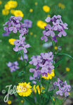Hesperis matronalis Violet - Champion Plants