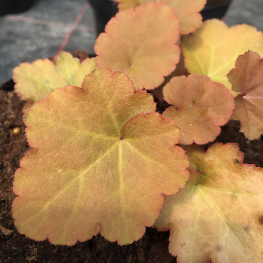 Heuchera Creme Brule - Champion Plants