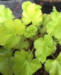 Heuchera Key Lime Pie - Champion Plants