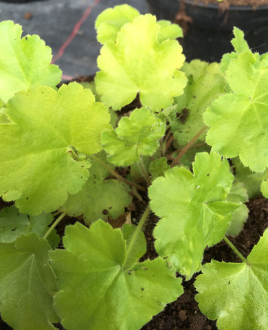Heuchera Key Lime Pie - Champion Plants