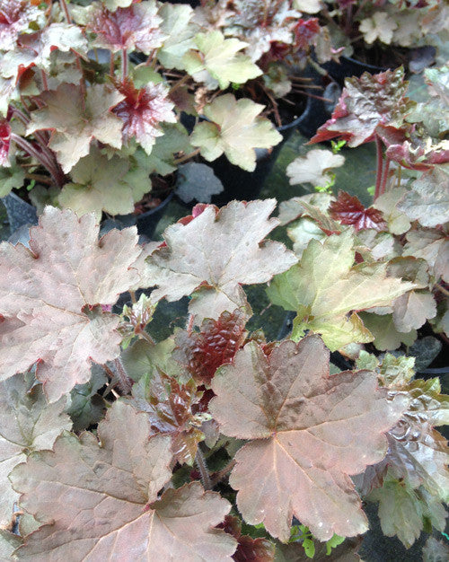 Heuchera Palace Purple - Champion Plants