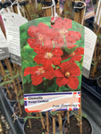Clematis Rouge Cardinal - Champion Plants