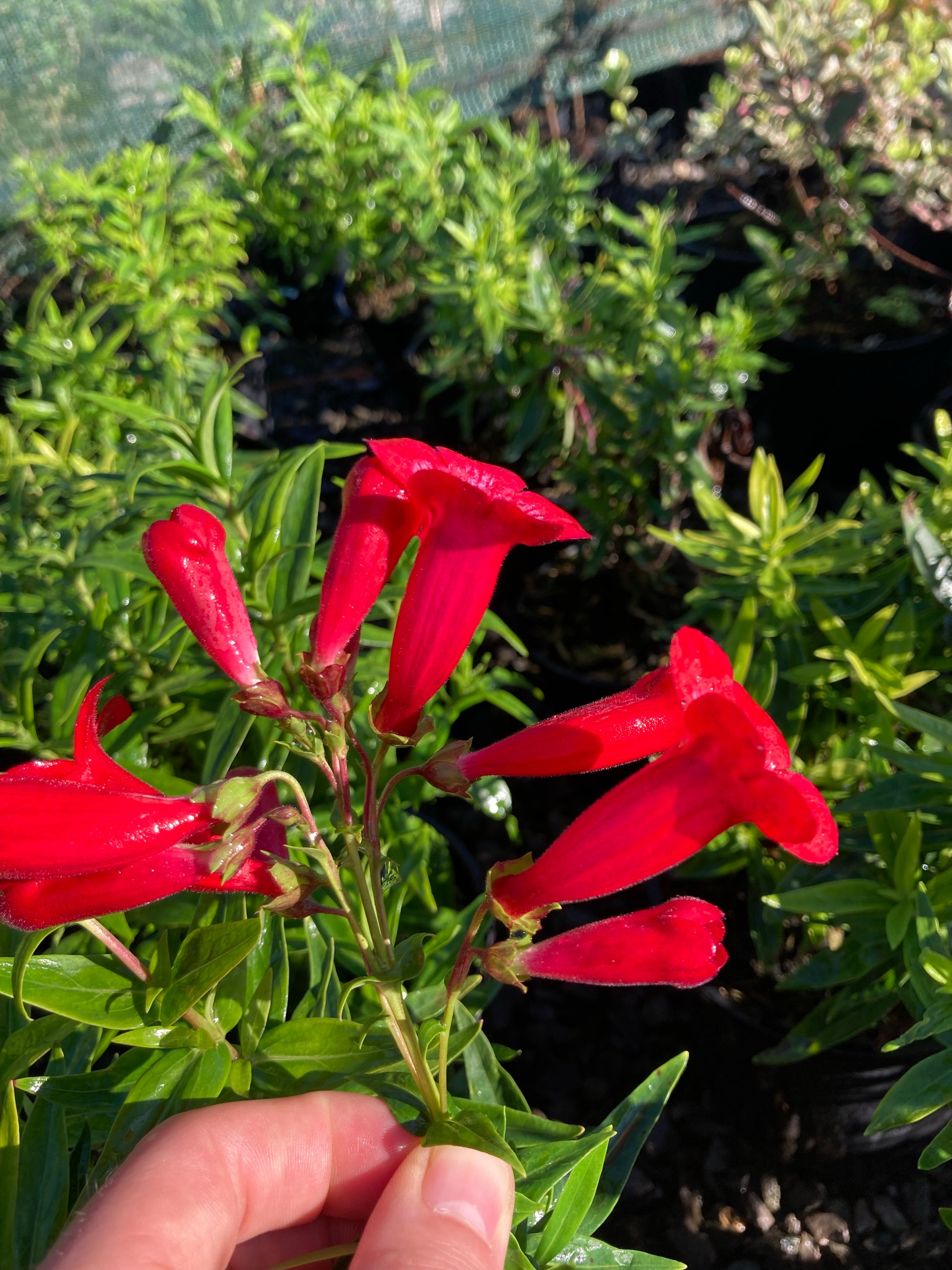 Penstemon King George - Champion Plants