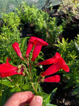 Penstemon King George - Champion Plants