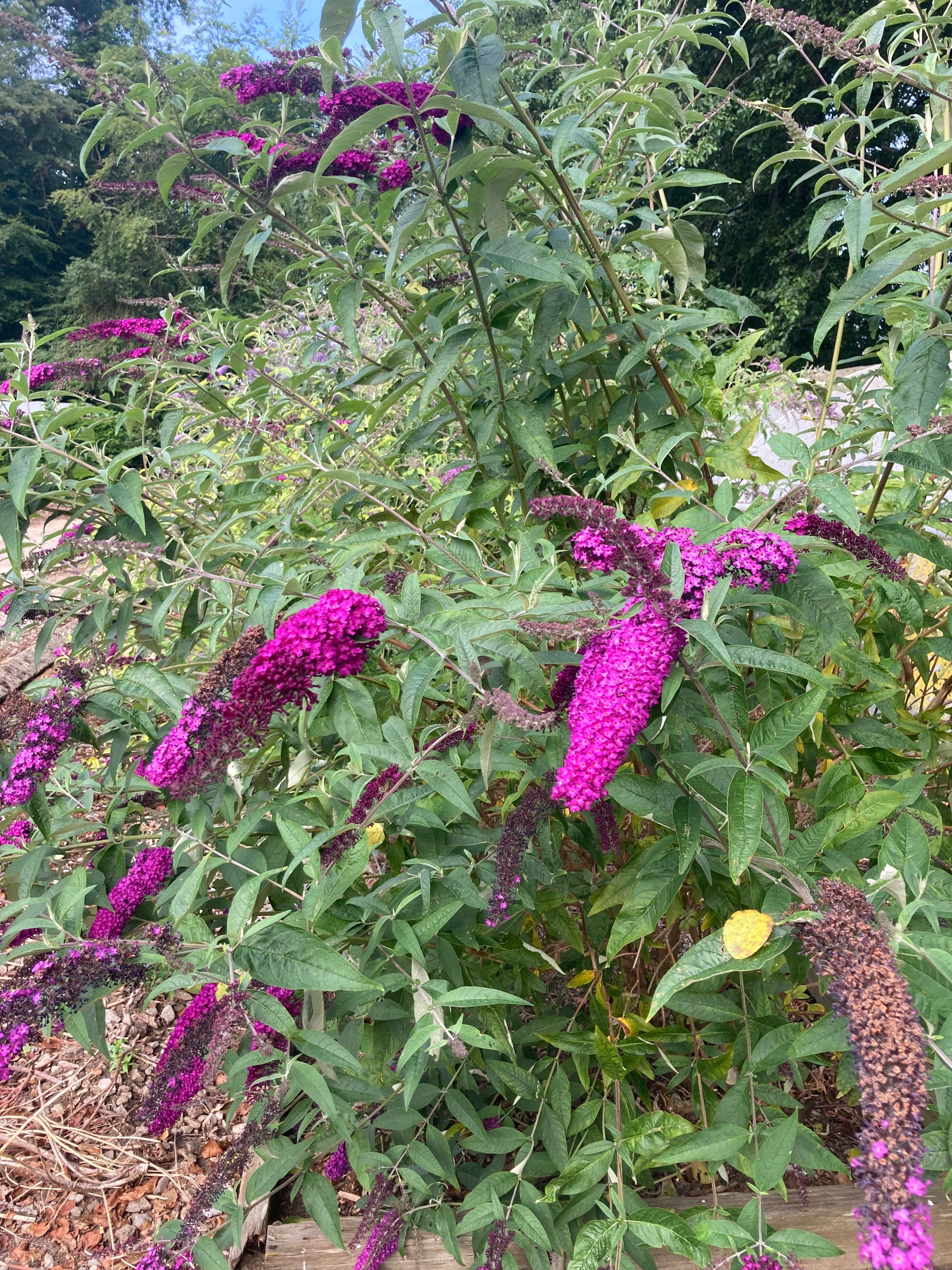 Buddleja (Buddleia) davidii Royal Red - AGM - Champion Plants