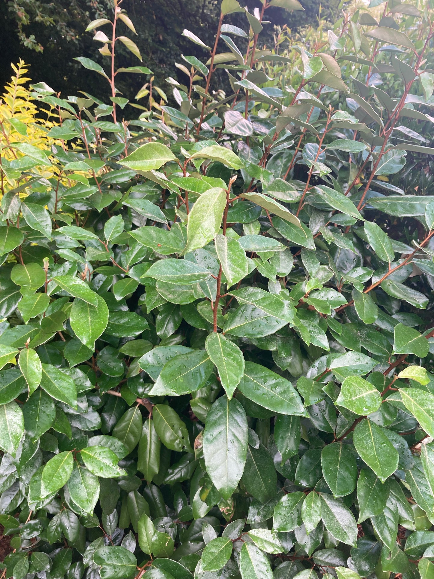 Elaeagnus x ebbingei - Champion Plants