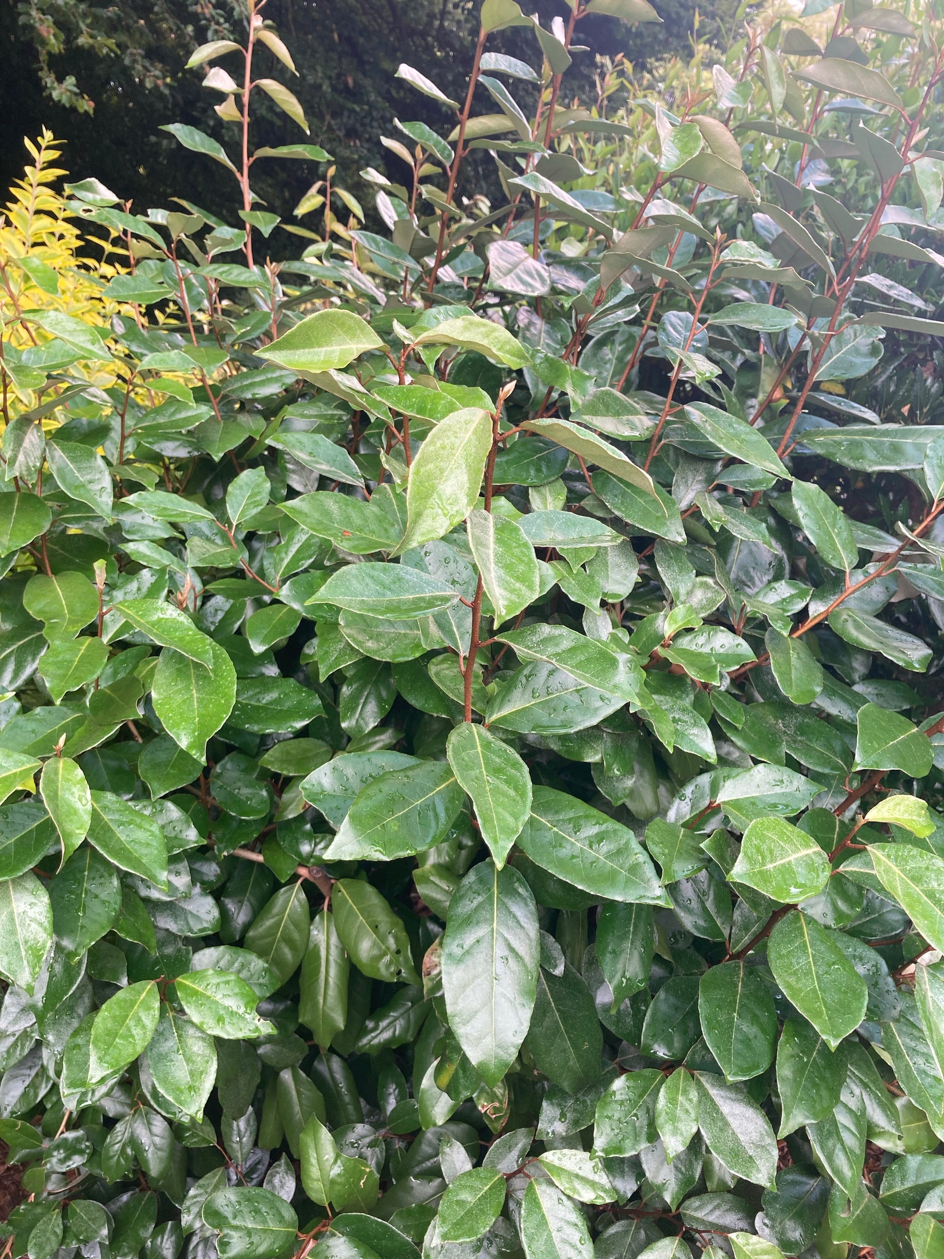 Elaeagnus x ebbingei - Champion Plants