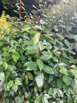 Elaeagnus x ebbingei - Champion Plants