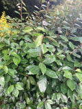 Elaeagnus x ebbingei - Champion Plants
