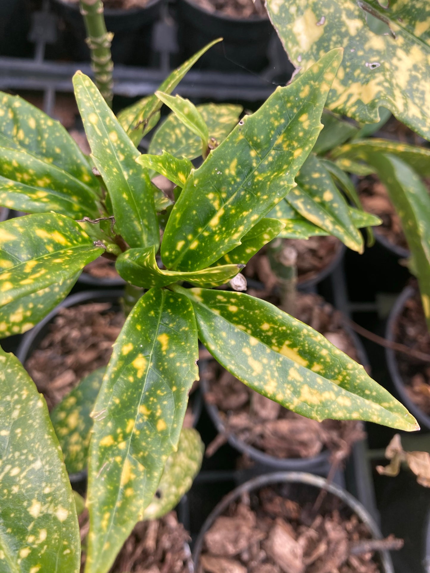 Aucuba Picturata - Champion Plants
