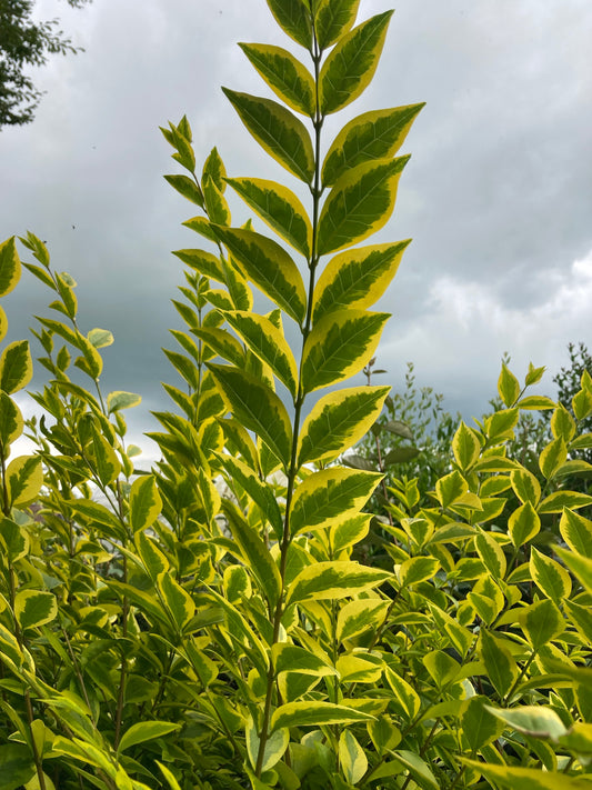 Ligustrum oval. Aureum - Champion Plants