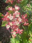 Viburnum tinus Gwenllian - Champion Plants