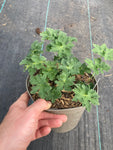 Geranium 'Alan Mayes' - Champion Plants