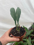Aspidistra elatior Milky Way - Champion Plants