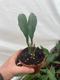 Aspidistra elatior Milky Way - Champion Plants