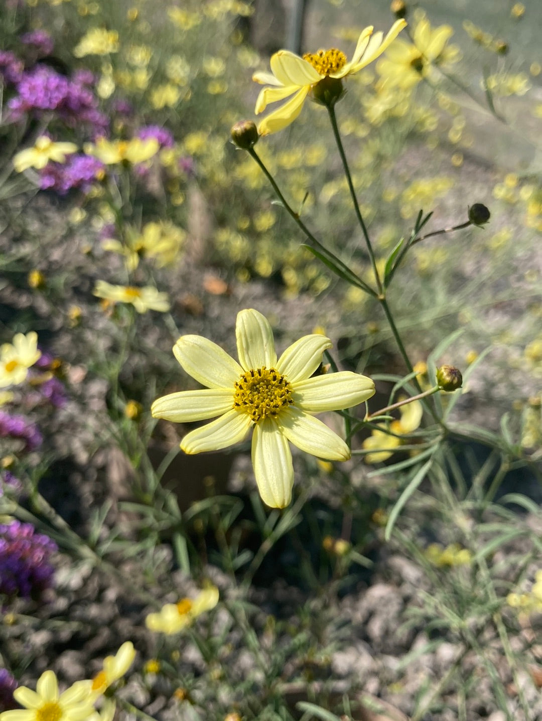 Coreopsis verticillata Moonbeam - Champion Plants