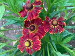 Helenium Potters Wheel - Champion Plants