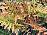 Dryopteris erythrosora - Champion Plants
