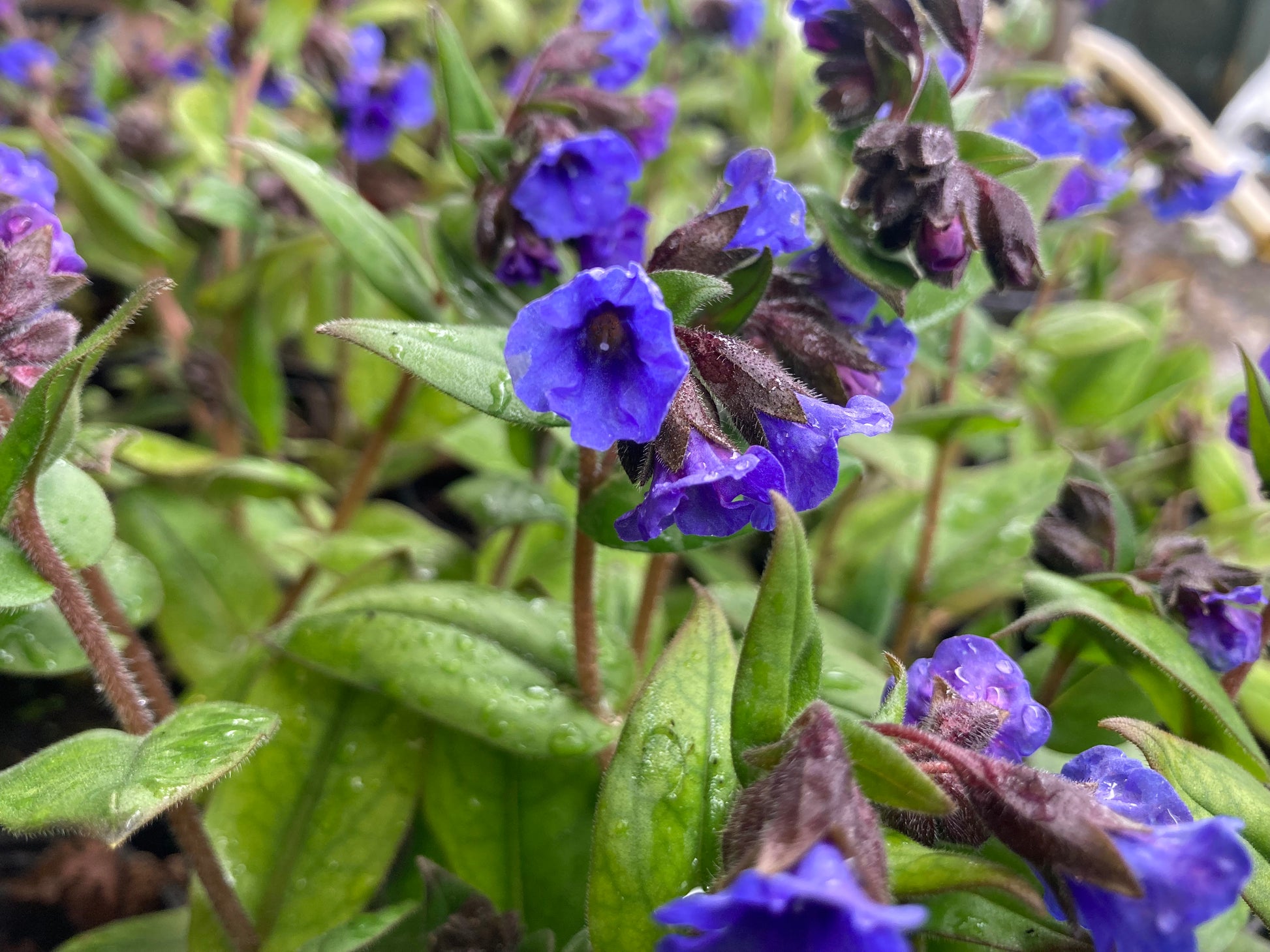 Pulmonaria Blue Ensign AGM - Champion Plants