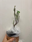 Kale Taunton Deane - Champion Plants