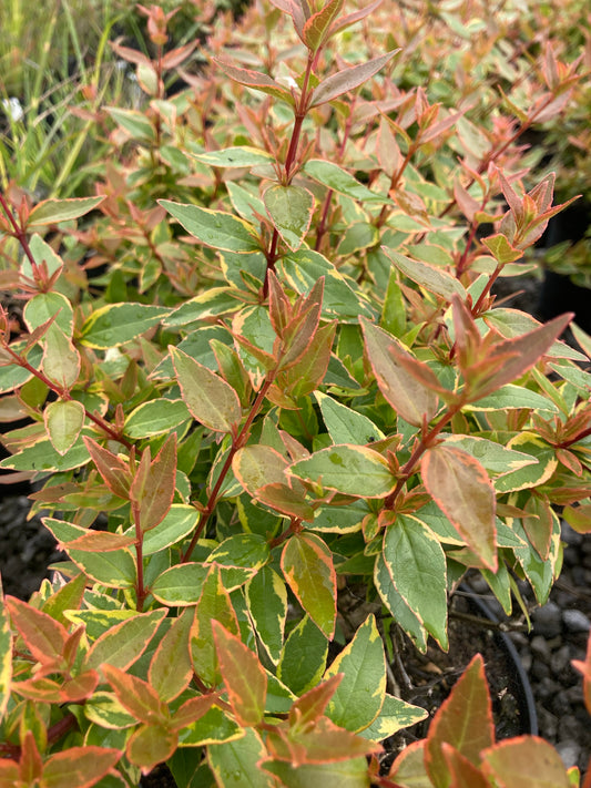 Abelia grandiflora Lady Liberty - Champion Plants