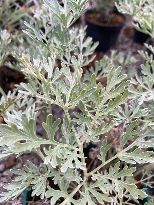 Artemisia Powis Castle - Champion Plants