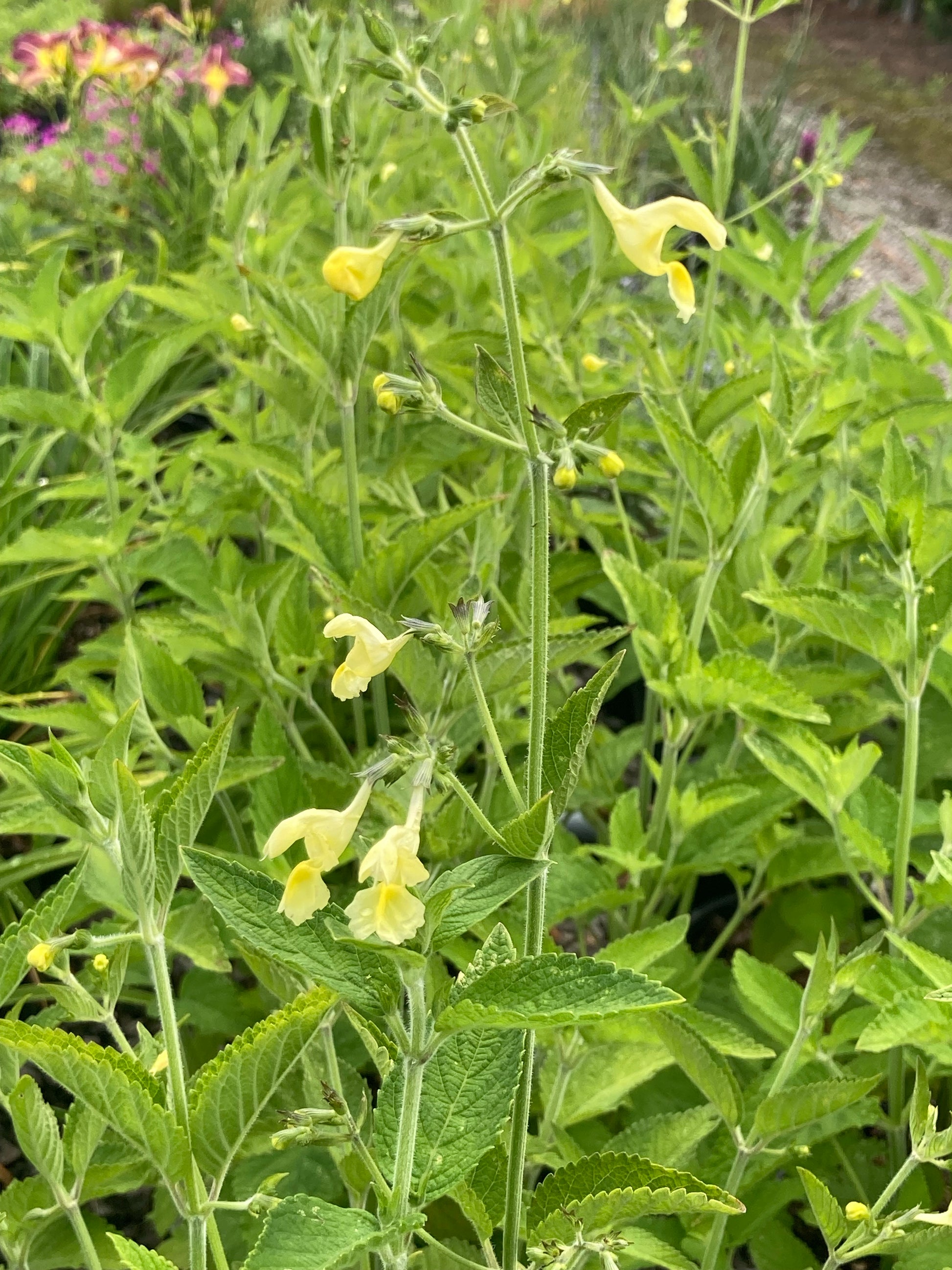 Nepeta govaniana - Champion Plants