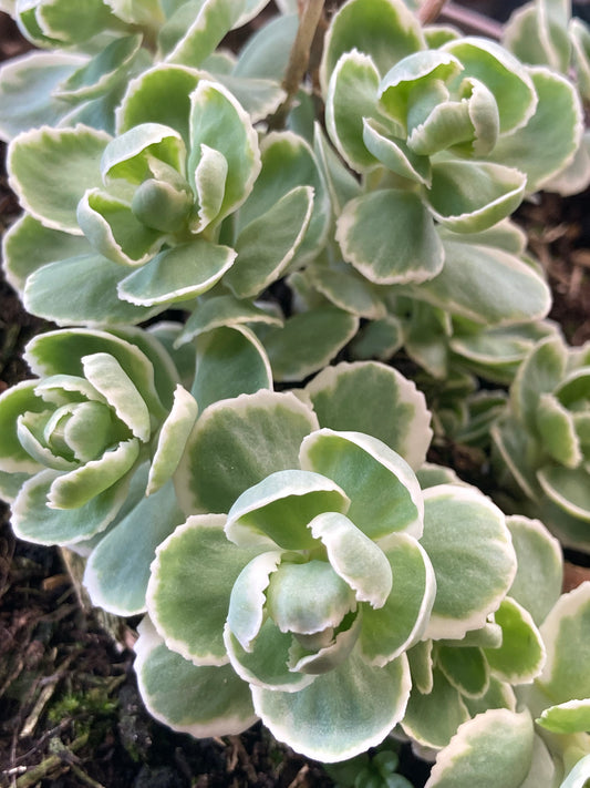Sedum Frosty Morn - Champion Plants