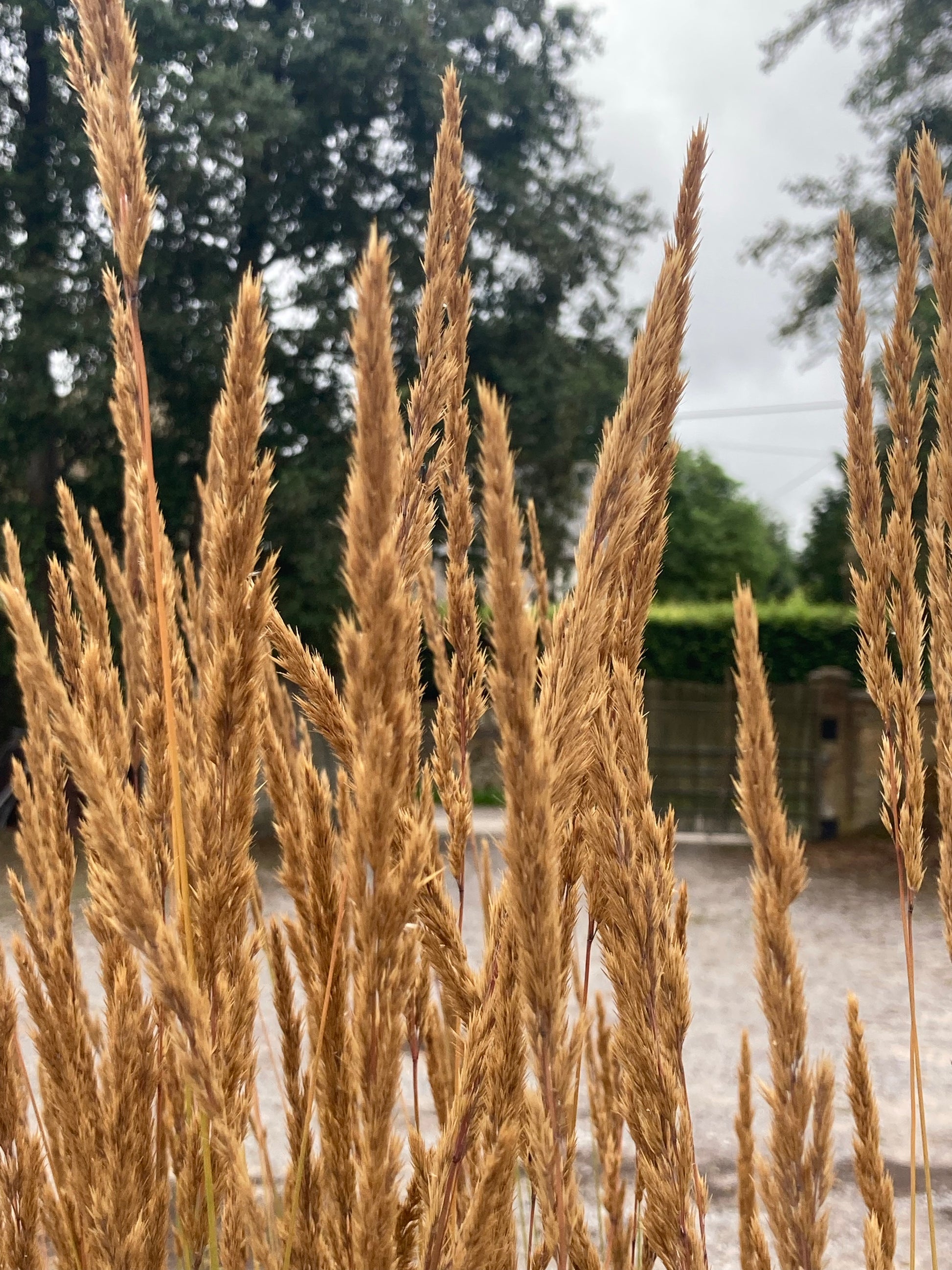 Calamagrostis × acutiflora 'Karl Foerster' - AGM - Champion Plants
