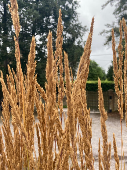 Calamagrostis × acutiflora 'Karl Foerster' - AGM - Champion Plants