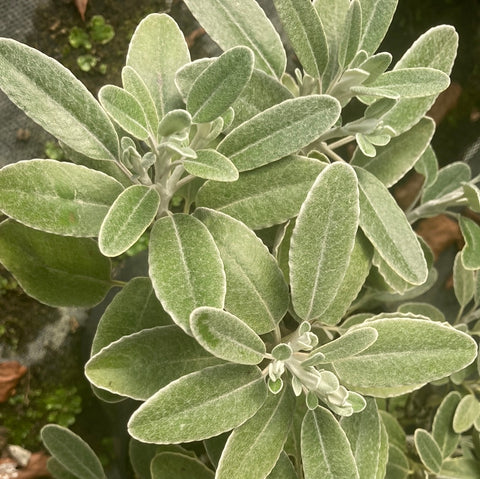 Brachyglottis Drysdale - Champion Plants