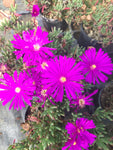 Lampranthus Purple - Champion Plants