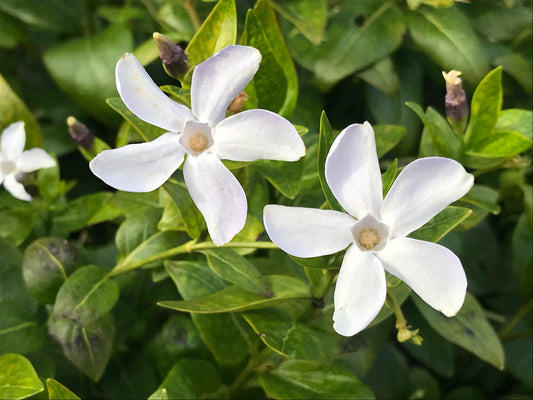 Vinca difformis - Champion Plants