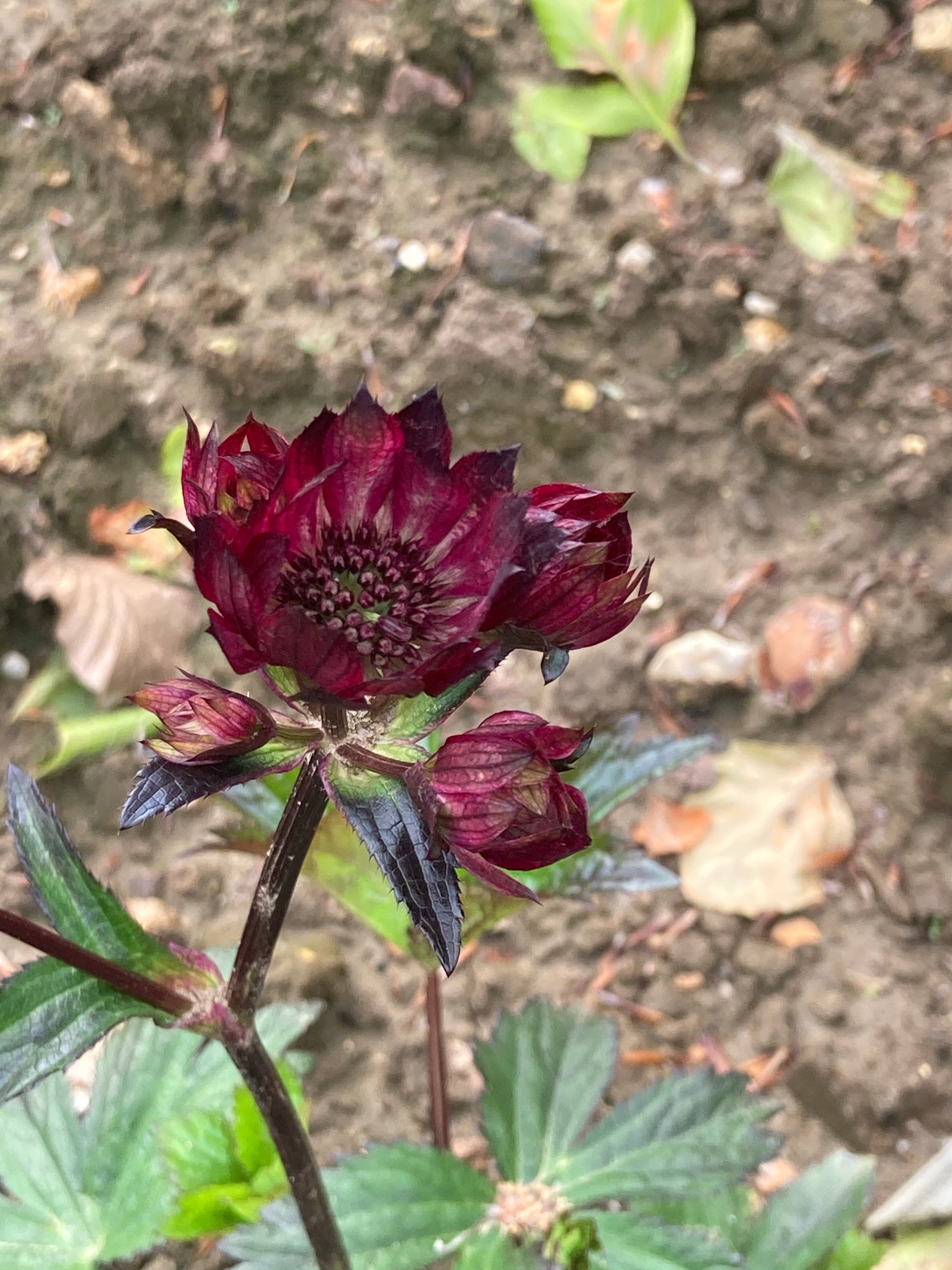 Astrantia Gill Richardson Group - Champion Plants