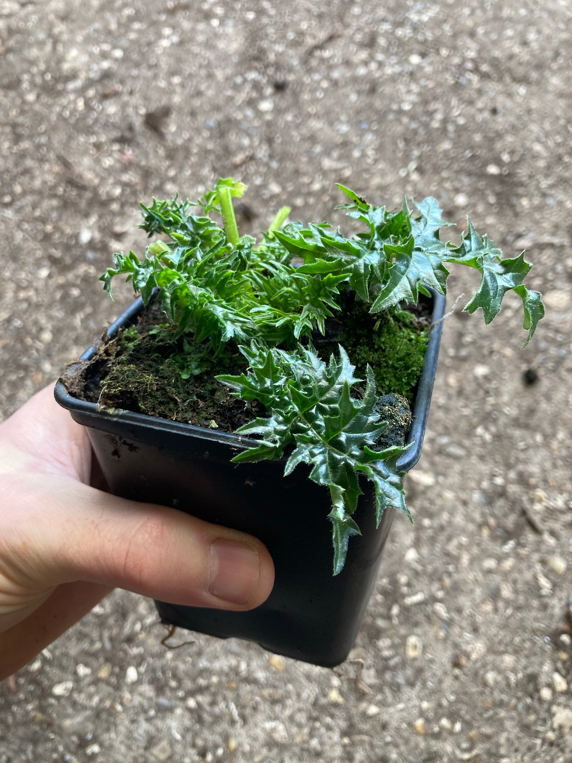 Acanthus spinosus (Bears Breeches) - Champion Plants