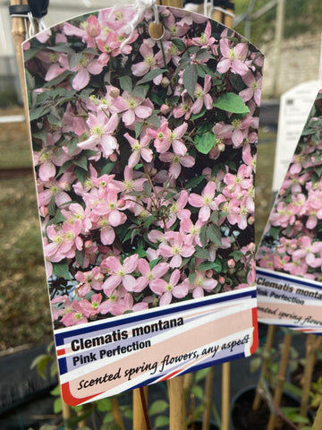 Clematis montana Pink Perfection - Champion Plants