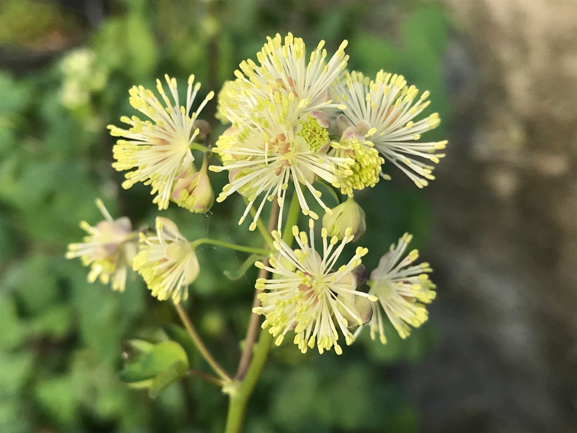 Thalictrum delavayi Album - Champion Plants