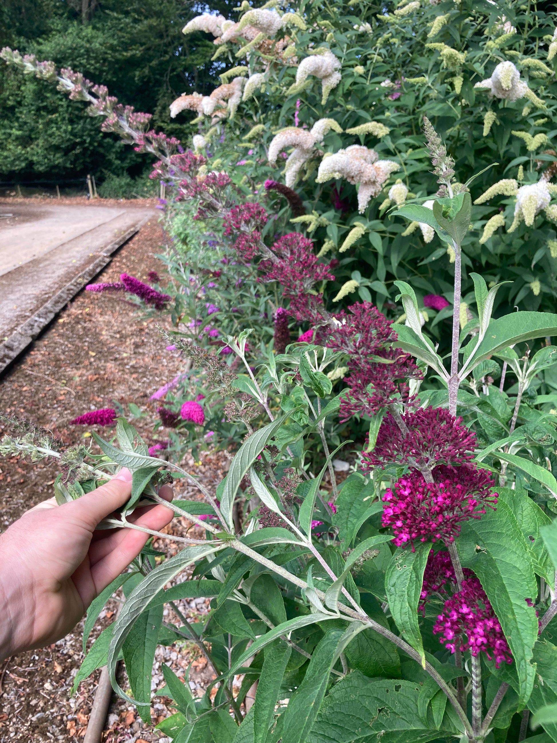 Buddleja (Buddliea) davidii Sugar Plum - Champion Plants