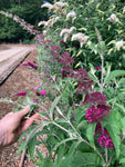 Buddleja (Buddliea) davidii Sugar Plum - Champion Plants