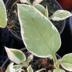 Pulmonaria David Ward - Champion Plants