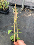 Clematis Duchess of Edinburgh - Champion Plants