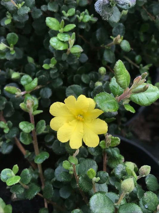 Hibbertia Spring Sunshine - Champion Plants