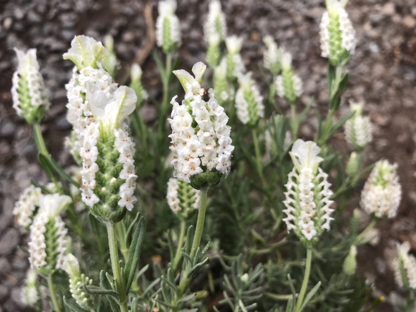 Lavandula Devon Compact White - Champion Plants
