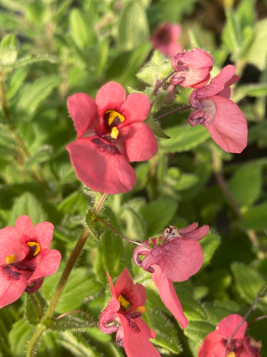 Diascia fetcaniensis 'Daydream' - Champion Plants