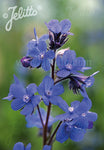 Anchusa Dropmore - Champion Plants