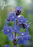 Anchusa Dropmore - Champion Plants