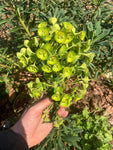 Euphorbia characias subsp. Margery Fish (Lambrook Gold)