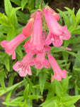 Penstemon Hidcote Pink - Champion Plants
