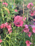 Diascia barbarae 'Ruby Field' - Champion Plants